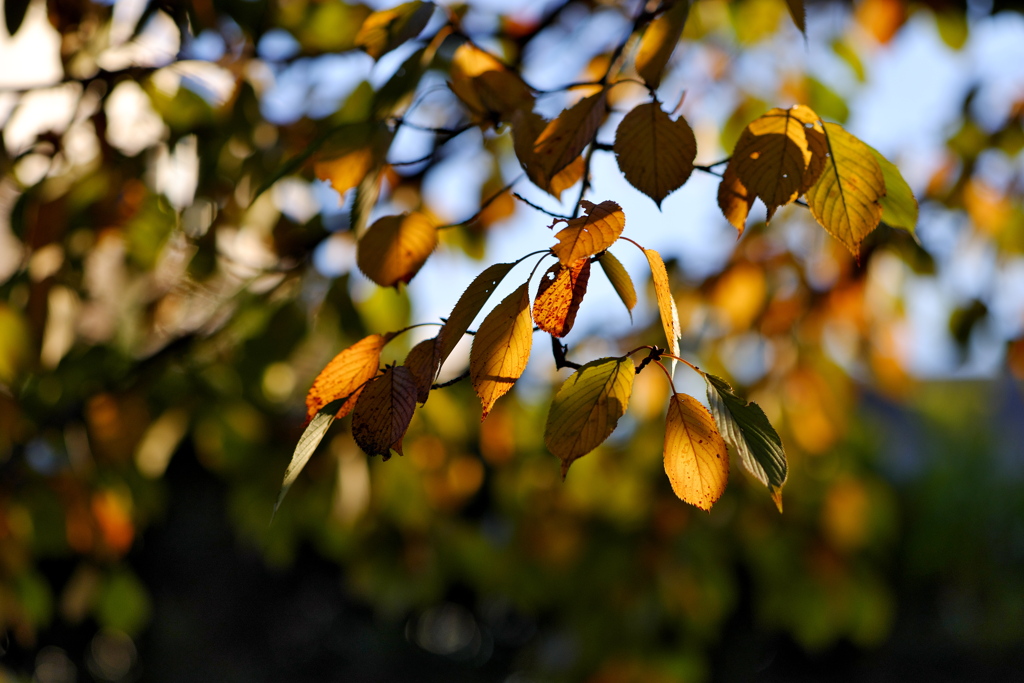 フジレンズで紅葉: 黄色