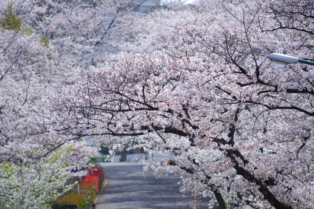 圧縮効果と桜