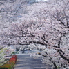 圧縮効果と桜
