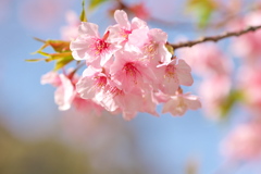 河津桜でレンズ遊び 〜XF90F2②〜