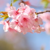 河津桜でレンズ遊び 〜XF90F2②〜