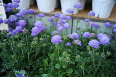 商店街の紫の花