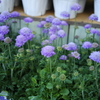 商店街の紫の花