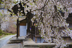 銀山の桜