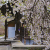銀山の桜
