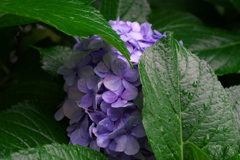 雨宿り