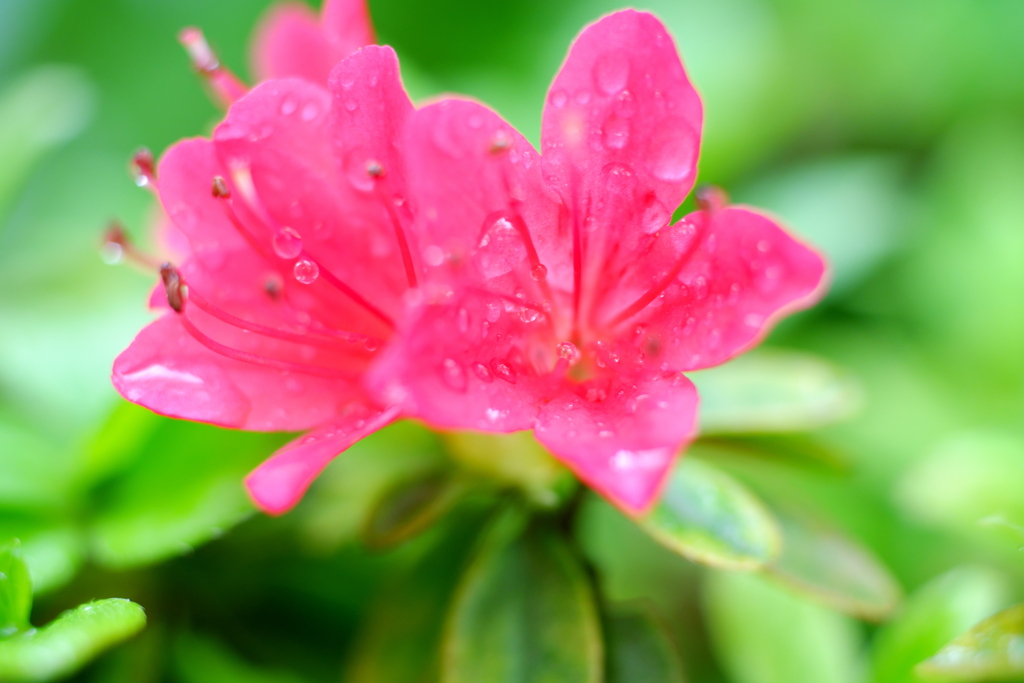 雨とツツジ④