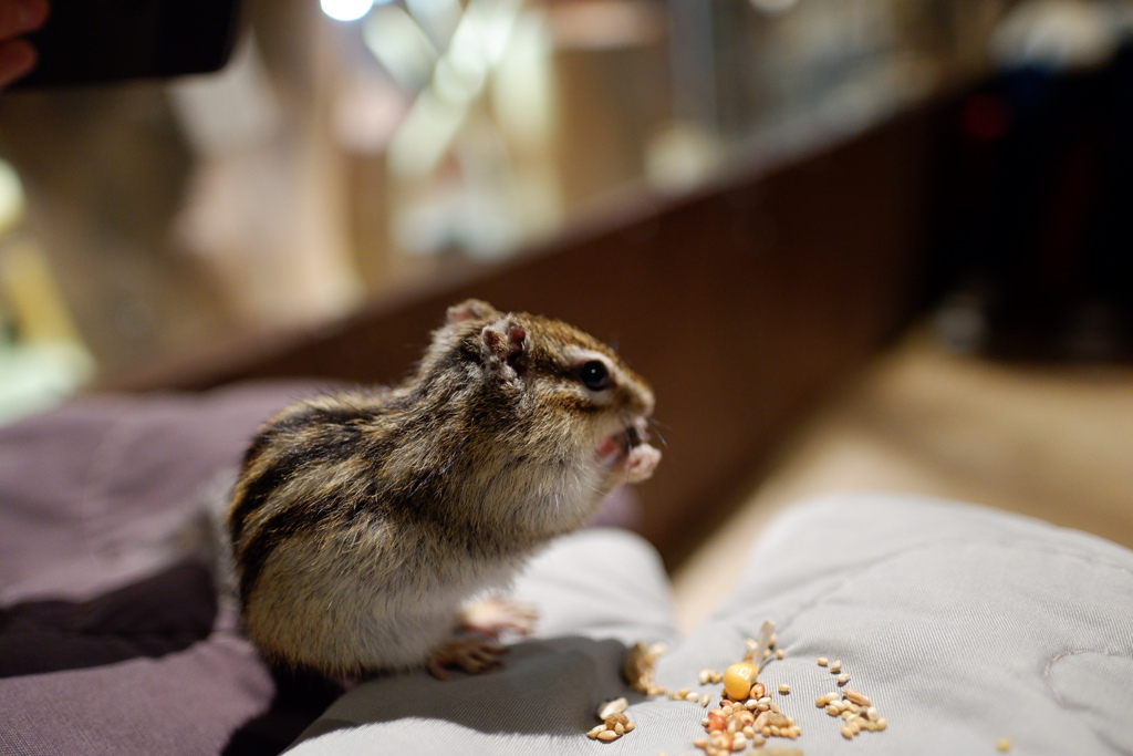 シマリス