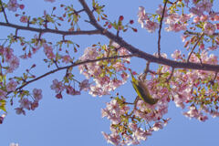 桜を吸うメジロ