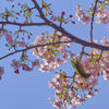 桜を吸うメジロ