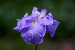 菖蒲