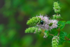 名も知らぬ虫と花