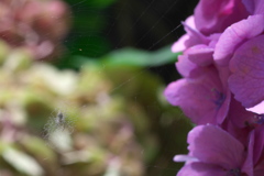 蜘蛛と紫陽花