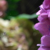 蜘蛛と紫陽花
