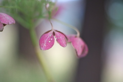 紫陽花だったもの