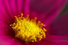 花芯