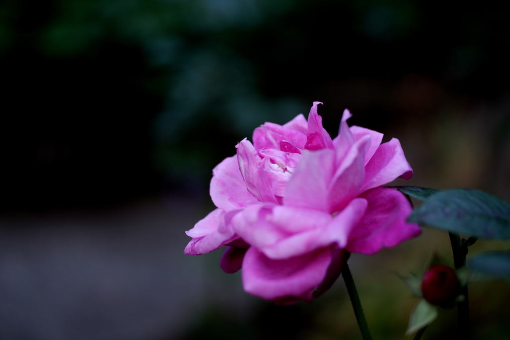 お寺の薔薇