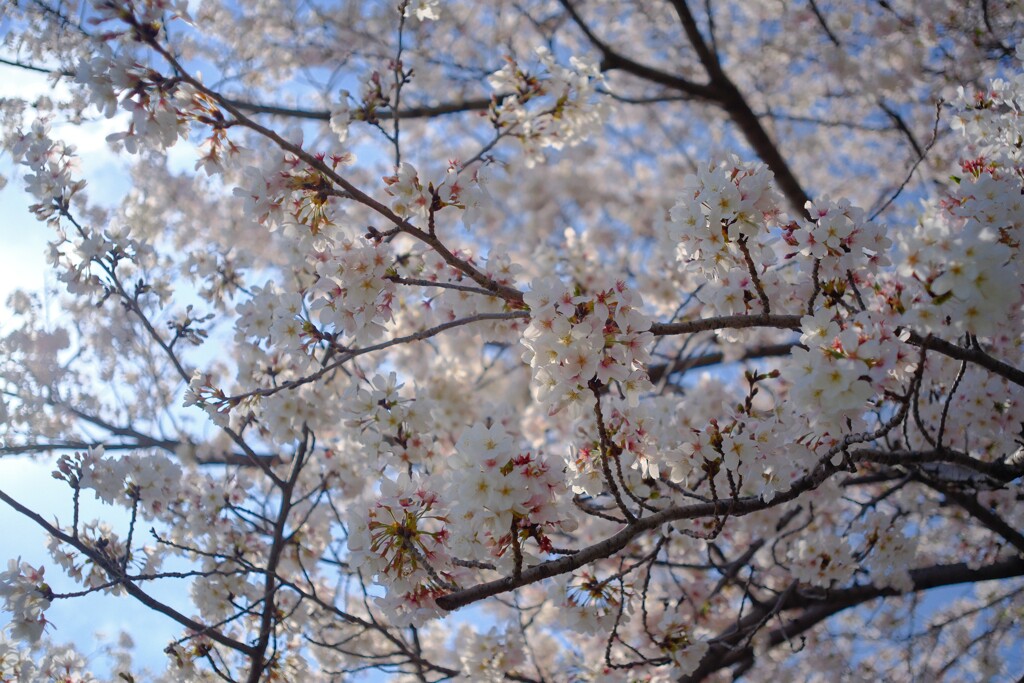 見上げる桜
