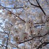 見上げる桜
