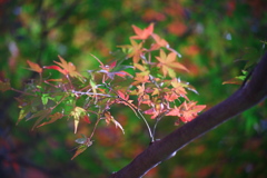 細枝
