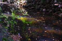 等々力渓谷にて ~水面の緑~