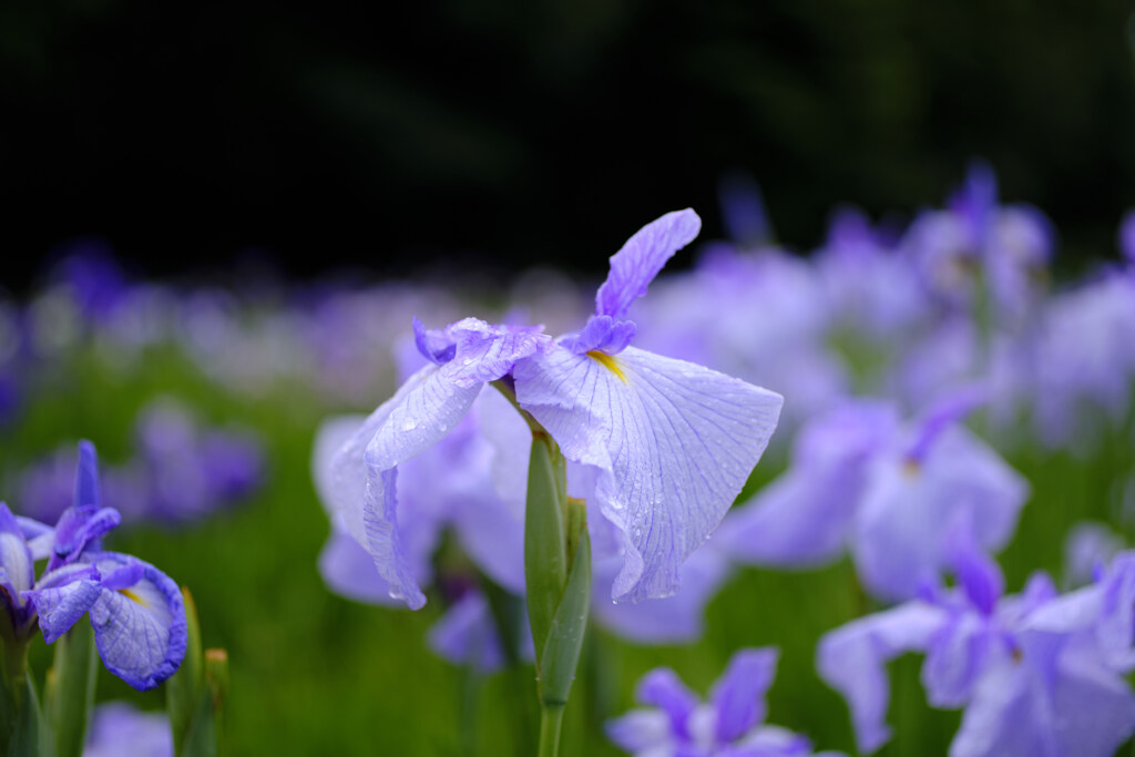 濡れ菖蒲①