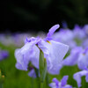 濡れ菖蒲①