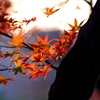 透かし紅葉