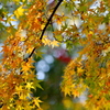 枝垂れ紅葉