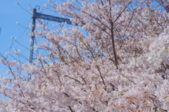 高架と桜