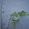 草と白い壁