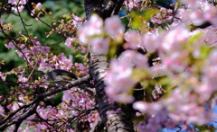 河津桜とヒヨドリ