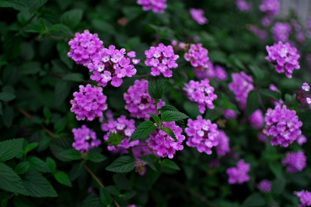 道端の花 (ピンク)