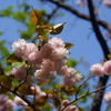 八重桜