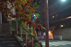 夜×紅葉×神社