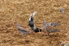 鳩胸(ドバトver.)