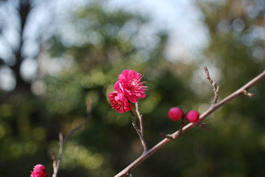 紅梅