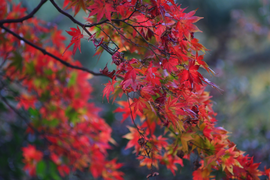 しだれ紅葉