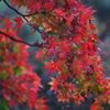 しだれ紅葉