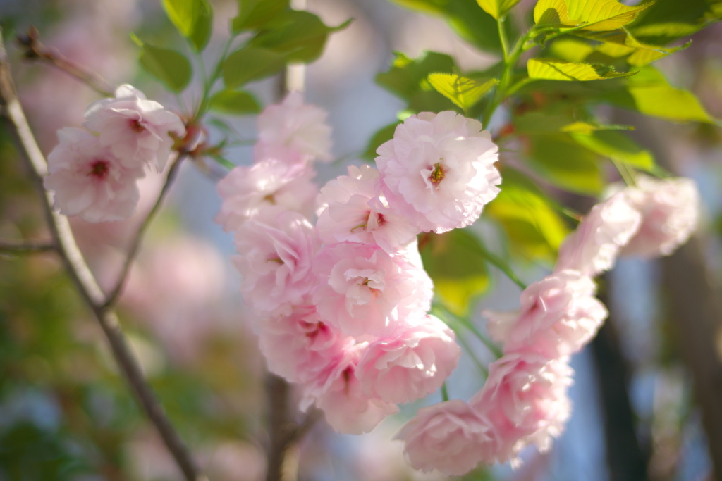 八重桜