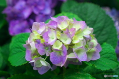 紫陽花①
