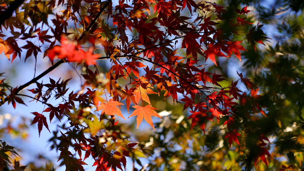 フジレンズで紅葉③: プリマ