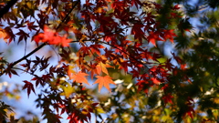フジレンズで紅葉③: プリマ