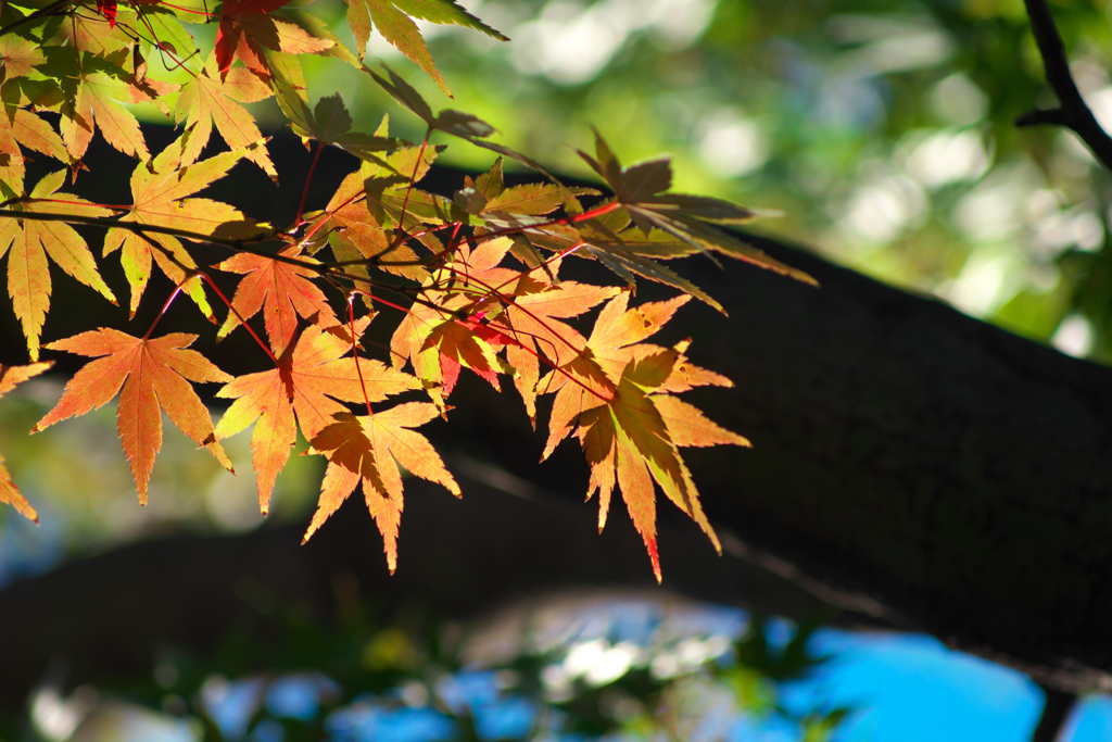 紅葉の中に