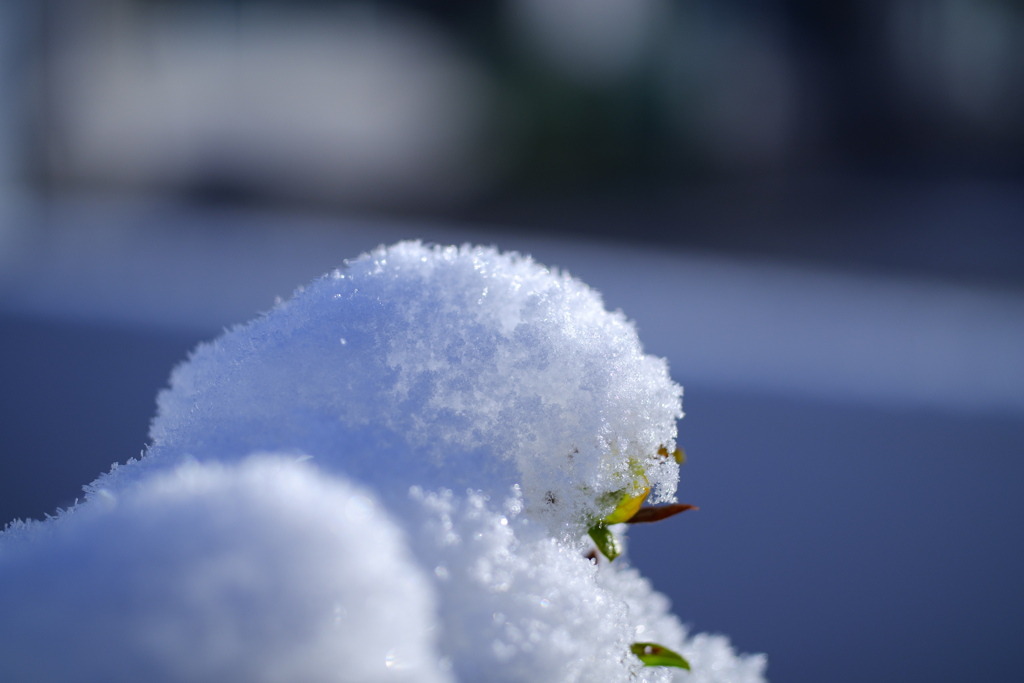 綿雪