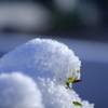 綿雪