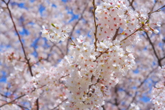 青空と桜