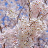 青空と桜