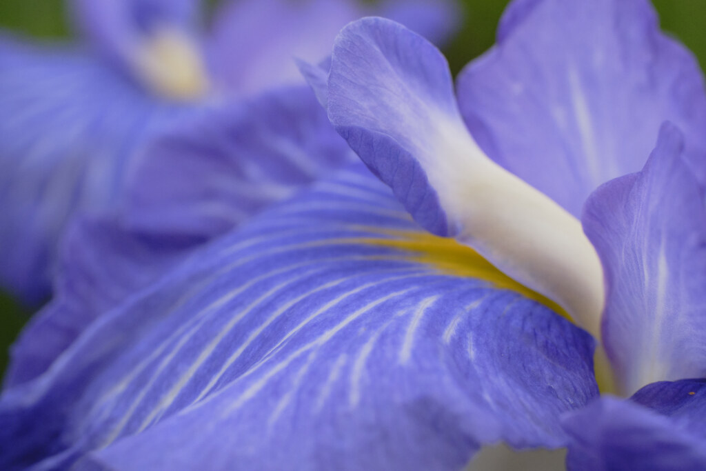 菖蒲の花びら