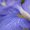菖蒲の花びら